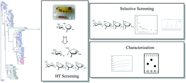 Graphical abstract: Discovery of new levansucrase enzymes with interesting properties and improved catalytic activity to produce levan and fructooligosaccharides