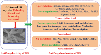 Graphical abstract: Metabonomics-assisted label-free quantitative proteomic and transcriptomic analysis reveals novel insights into the antifungal effect of graphene oxide for controlling Fusarium graminearum