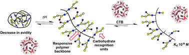 Graphical abstract: A ‘catch-and-release’ receptor for the cholera toxin