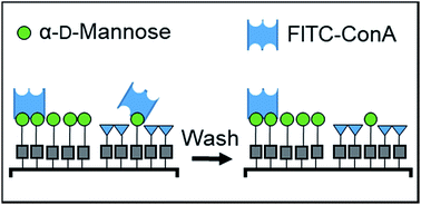 Graphical abstract: Multivalent binding of concanavalin A on variable-density mannoside microarrays