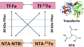 Graphical abstract: Quantification of non-transferrin bound iron (NTBI) in human serum by isotope dilution mass spectrometry (IDMS)