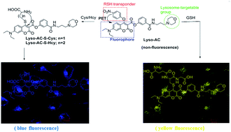 Graphical abstract: A lysosome-targetable fluorescent probe for the simultaneous sensing of Cys/Hcy and GSH from different emission channels