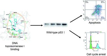 Graphical abstract: Induction of cell cycle arrest and apoptosis by copper complex Cu(SBCM)2 towards oestrogen-receptor positive MCF-7 breast cancer cells