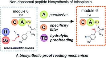 Graphical abstract: A proof-reading mechanism for non-proteinogenic amino acid incorporation into glycopeptide antibiotics