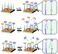 Graphical abstract: Capture and selective release of multiple types of circulating tumor cells using smart DNAzyme probes