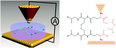 Graphical abstract: Charge transport through a water-assisted hydrogen bond in single-molecule glutathione disulfide junctions