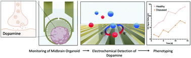 Graphical abstract: Monitoring the neurotransmitter release of human midbrain organoids using a redox cycling microsensor as a novel tool for personalized Parkinson's disease modelling and drug screening