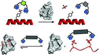 Graphical abstract: Zinc(ii) and copper(ii) complexes as tools to monitor/inhibit protein phosphorylation events