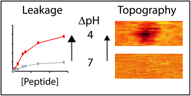 Graphical abstract: Controllable membrane remodeling by a modified fragment of the apoptotic protein Bax