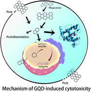 Graphical abstract: A review on the cytotoxicity of graphene quantum dots: from experiment to simulation