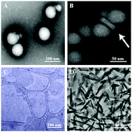 Graphical abstract: Nanocomposites for the delivery of bioactive molecules in tissue repair: vital structural features, application mechanisms, updated progress and future perspectives