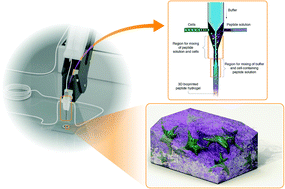 Graphical abstract: Self-assembling tetrameric peptides allow in situ 3D bioprinting under physiological conditions