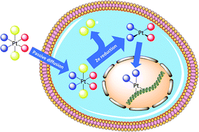 Graphical abstract: Pt(iv) antitumor prodrugs: dogmas, paradigms, and realities