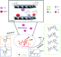 Graphical abstract: Degradation pathways of penthiopyrad by δ-MnO2 mediated processes: a combined density functional theory and experimental study
