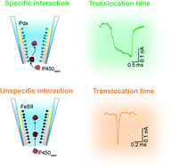 Graphical abstract: Nanopore-based measurement of the interaction of P450cam monooxygenase and putidaredoxin at the single-molecule level