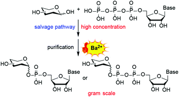 Graphical abstract: Gram-scale production of sugar nucleotides and their derivatives