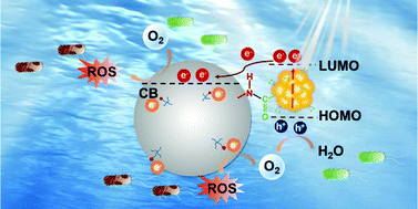 Graphical abstract: Marrying luminescent Au nanoclusters to TiO2 for visible-light-driven antibacterial application