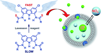 Graphical abstract: Transmembrane anion transport promoted by thioamides