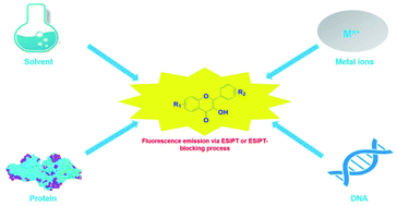 Graphical abstract: 3-Hydroxyflavone derivatives: promising scaffolds for fluorescent imaging in cells