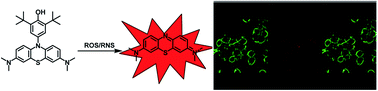 Graphical abstract: Leucomethylene blue probe detects a broad spectrum of reactive oxygen and nitrogen species