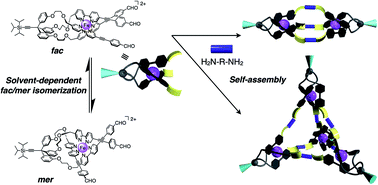 Graphical abstract: Solvent-dependent fac/mer-isomerization and self-assembly of triply helical complexes bearing a pivot part