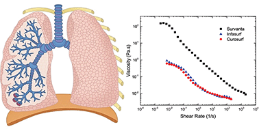 Graphical abstract: Bilayer aggregate microstructure determines viscoelasticity of lung surfactant suspensions