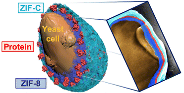 Graphical abstract: Multi-layered ZIF-coated cells for the release of bioactive molecules in hostile environments