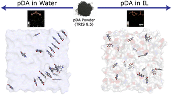 Graphical abstract: Structural elucidation of polydopamine facilitated by ionic liquid solvation