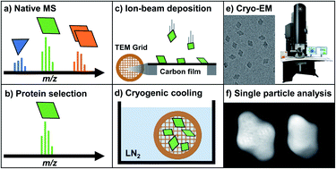 Graphical abstract: Cryo-EM samples of gas-phase purified protein assemblies using native electrospray ion-beam deposition