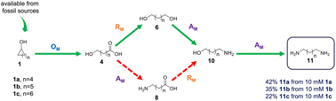 Graphical abstract: A multienzyme biocatalytic cascade as a route towards the synthesis of α,ω-diamines from corresponding cycloalkanols