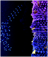 Graphical abstract: The significance of nanoparticle shape in chirality transfer to a surrounding nematic liquid crystal reporter medium