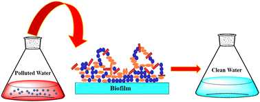 Graphical abstract: Biofilm-mediated wastewater treatment: a comprehensive review