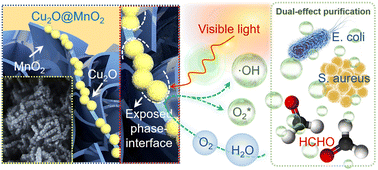 Graphical abstract: Bimetallic oxide Cu2O@MnO2 with exposed phase interfaces for dual-effect purification of indoor formaldehyde and pathogenic bacteria