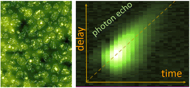 Graphical abstract: Coherent imaging and dynamics of excitons in MoSe2 monolayers epitaxially grown on hexagonal boron nitride