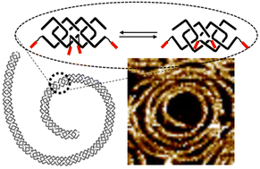 Graphical abstract: DNA conformational equilibrium enables continuous changing of curvatures