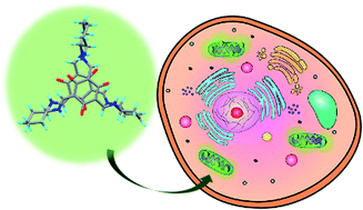 Graphical abstract: Photostable polymorphic organic cages for targeted live cell imaging