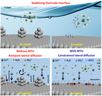 Graphical abstract: Simultaneous tailoring of hydrogen evolution and dendrite growth via a fertilizer-derived additive for the stabilization of the zinc anode interface