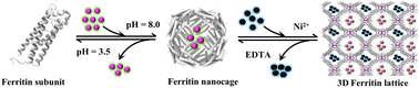 Graphical abstract: Spatiotemporal control over 3D protein nanocage superlattices for the hierarchical encapsulation and release of different cargo molecules