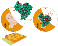 Graphical abstract: Post-imprinting modification: electrochemical and scanning electrochemical microscopy studies of a semi-covalently surface imprinted polymer