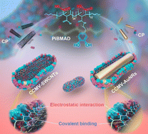 Graphical abstract: Construction of viral protein-based hybrid nanomaterials mediated by a macromolecular glue