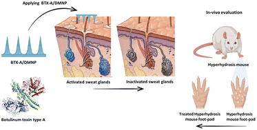 Graphical abstract: Botulinum toxin A dissolving microneedles for hyperhidrosis treatment: design, formulation and in vivo evaluation