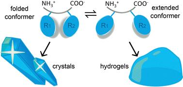 Graphical abstract: Diverging conformations guide dipeptide self-assembly into crystals or hydrogels