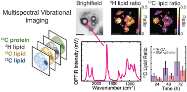 Graphical abstract: Oleic acid differentially affects lipid droplet storage of de novo synthesized lipids in hepatocytes and adipocytes