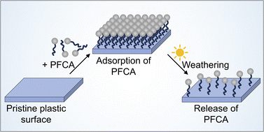 Graphical abstract: Uptake and release of perfluoroalkyl carboxylic acids (PFCAs) from macro and microplastics