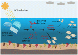 Graphical abstract: Toxicity of particles and chemicals released from surgical face masks to the model aquatic organism Daphnia magna