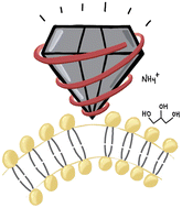 Graphical abstract: Interaction of supported phospholipid bilayers with diamond nanoparticles non-covalently functionalized with a cationic polyelectrolyte