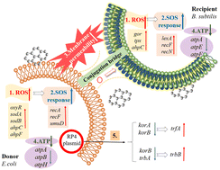 Graphical abstract: Enhanced plasmid-mediated conjugative transfer of resistance genes across bacterial species promoted by graphene oxide