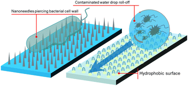 Graphical abstract: Biological design and inspiration of bactericidal hierarchical interfaces
