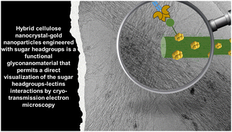 Graphical abstract: Simple engineering of hybrid cellulose nanocrystal–gold nanoparticles results in a functional glyconanomaterial with biomolecular recognition properties