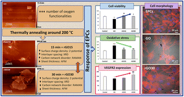 Graphical abstract: Effects of graphene oxide and reduced graphene oxide nanomaterials on porcine endothelial progenitor cells